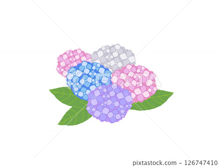 繡球花 繡球花 126747410