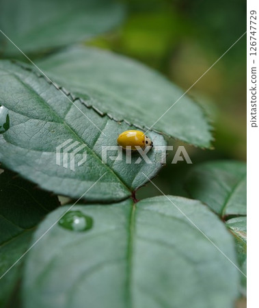 Yellow ladybugs arrive on a rose with powdery mildew 126747729