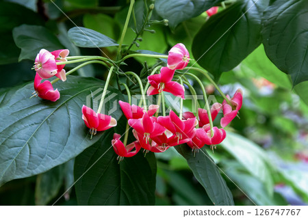 Combretia flowers cultivated for medicinal and ornamental purposes [Combretaceae] 126747767