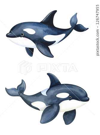 Killer whale watercolor illustration, set material 126747955