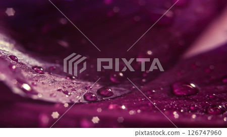 Blurred background, panoramic photo. Water drops glisten on rose petals Blurred background, panoramic photo. Water drops glisten on rose petals 126747960