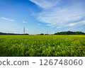 Summer paddy field 126748060