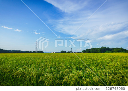 Summer paddy field 126748060