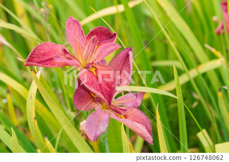 Vibrant Louisiana Iris 126748062