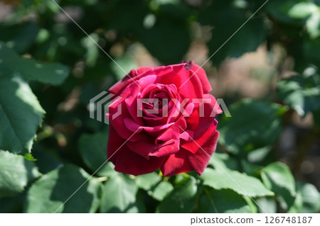 Crimson rose flower 126748187