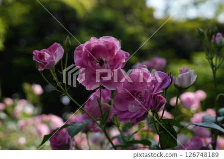 粉紅色的玫瑰花在玫瑰園裡盛開 126748189