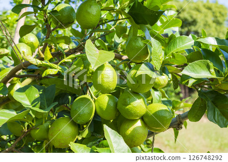 成熟的青檸檬 成熟的青檸檬 126748292