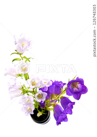 Campanula Campanula 126748303