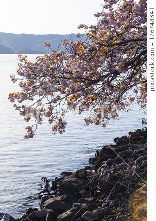 Spring scenery of a park with cherry blossoms in bloom, Aoshima, Tottori Prefecture Spring scenery of a park with cherry blossoms in bloom, Aoshima, Tottori Prefecture 126748341