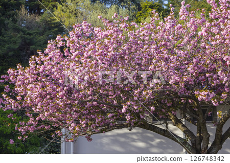 Spring scenery of a park with cherry blossoms in bloom, Aoshima, Tottori Prefecture Spring scenery of a park with cherry blossoms in bloom, Aoshima, Tottori Prefecture 126748342