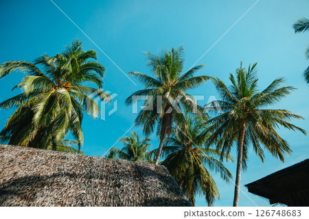 Tropical Summer,Palm Trees Against Clear Blue Sky Tropical Summer,Palm Trees Against Clear Blue Sky 126748683