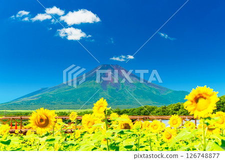 夏季的富士山/向日葵田 126748877