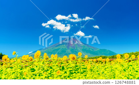 夏季的富士山/向日葵田 126748881
