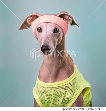 打扮成運動服的狗 打扮成運動服的狗 126748919