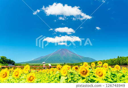 Mt. Fuji and sunflower fields in summer Mt. Fuji and sunflower fields in summer 126748949