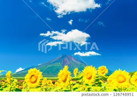 夏季的富士山/向日葵田 夏季的富士山/向日葵田 126748951