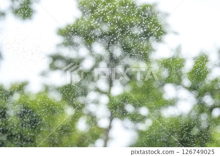 下雨天 公園 森林 山 雨季 初夏 天氣 雨 五月 六月 126749025