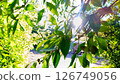Vibrant greenery bathed in sunlight, offering natural glow. Sunlight filters through leaves 126749056
