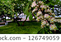 Vibrant spring blossom in urban park, new life. Blossom brightens green space, natural renewal 126749059