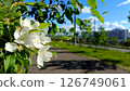 White blossom frames urban path, spring beauty. Nature's natural blossom enriches views 126749061