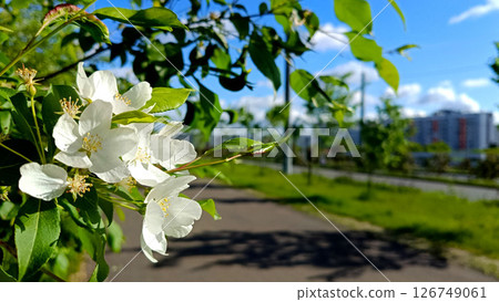 White blossom frames urban path, spring beauty. Nature's natural blossom enriches views 126749061