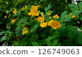 Vibrant yellow flowers bloom, creating lively natural beauty. Vibrant plants flourish, vibrant hues 126749063