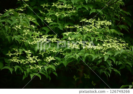 Yamaichi Yamaichi 126749266