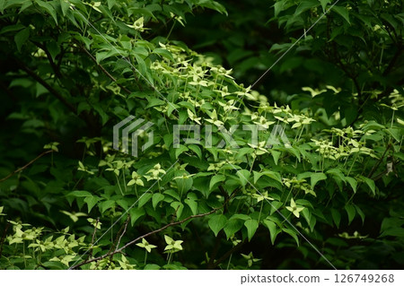 Yamaichi Yamaichi 126749268