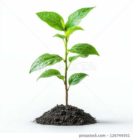 Fresh Green Sapling with Light Leaves Emerging from Dark Soil 126749301