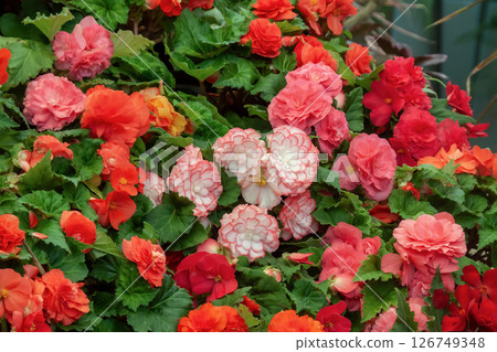 使用紅色花朵的各種美麗花形 [背景材料] 126749348