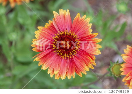 Gaillardia flower [Asteraceae, Gaillardia genus] 126749359