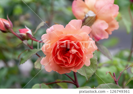 A beloved garden rose, the English rose is nearing full bloom. 126749361