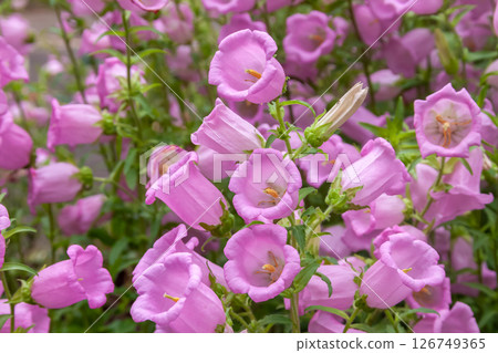 風鈴花，又稱風鈴，[桔梗科植物] 126749365