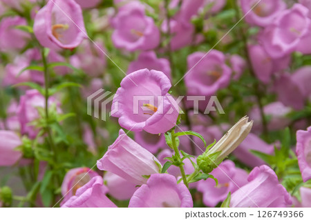 風鈴花，又稱風鈴，[桔梗科植物] 126749366