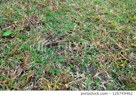 Tonosama beatta 126749462