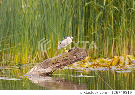 Solitary Night Heron on Log in Tranquil Wetland Scene Solitary Night Heron on Log in Tranquil Wetland Scene 126749519