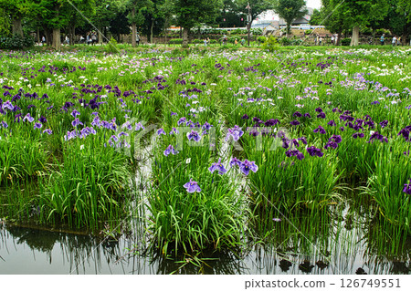 Katsushika Iris Festival, Mizumoto Park, Tokyo 126749551