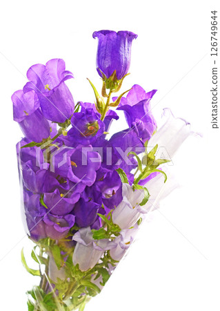 Campanula bouquet Campanula bouquet 126749644