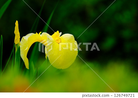 Atmosphere: Iris 126749721