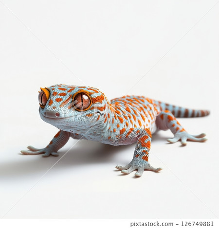 Vibrant Tokay Gecko Isolated on White Background for Nature Lovers 126749881