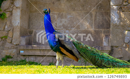 A majestic peacock stands proudly on green grass against a stone wall background 126749893