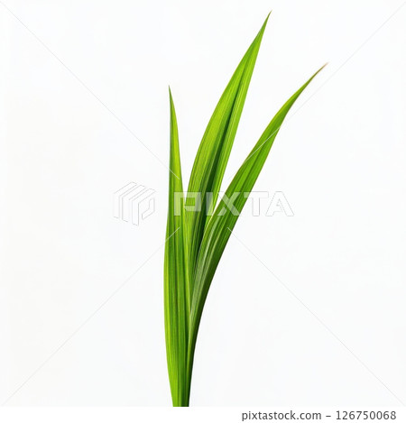Close-Up View of a Single Fresh Green Grass Blade Isolated Close-Up View of a Single Fresh Green Grass Blade Isolated 126750068