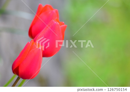 Tulip 126750154