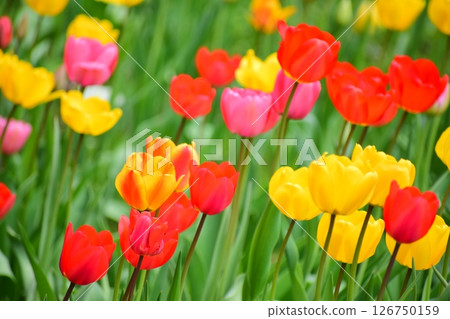 Tulip 126750159