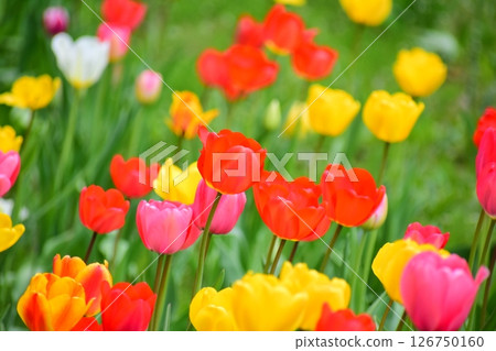 Tulip Tulip 126750160