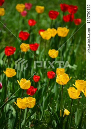 Tulip 126750162