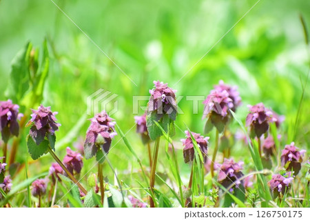 野草 野草 126750175