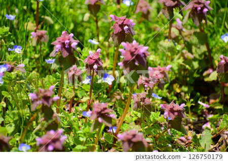 Himeodoricosoum Himeodoricosoum 126750179