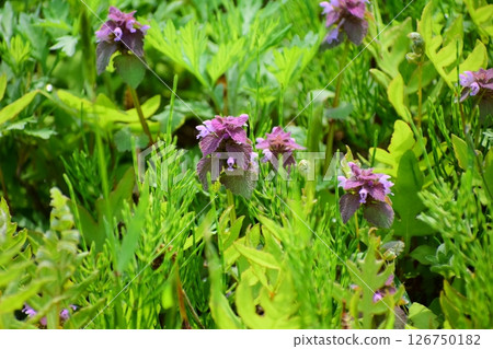 野草 野草 126750182