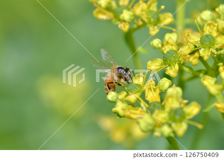 A bee 126750409